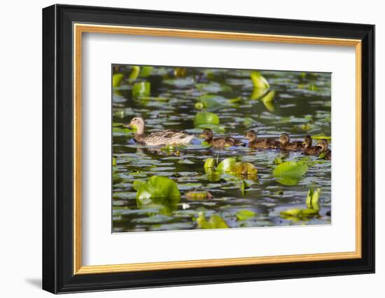 Washington, Juanita Bay Wetland, Mallard Fe Duck and Ducklings-Jamie And Judy Wild-Framed Photographic Print