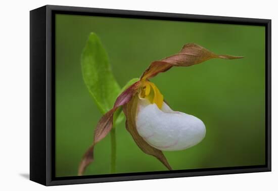 Washington, Kamiak Butte County Park. Close-up of Lady Slipper Orchid-Don Paulson-Framed Premier Image Canvas