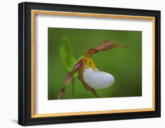 Washington, Kamiak Butte County Park. Close-up of Lady Slipper Orchid-Don Paulson-Framed Photographic Print