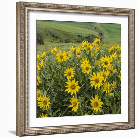 Washington, Kamiak Butte County Park. Douglas's Sunflowers Scenic-Don Paulson-Framed Photographic Print
