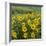 Washington, Kamiak Butte County Park. Douglas's Sunflowers Scenic-Don Paulson-Framed Photographic Print