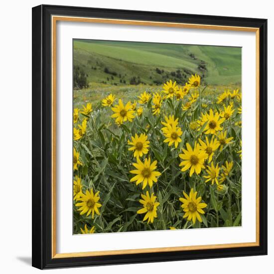 Washington, Kamiak Butte County Park. Douglas's Sunflowers Scenic-Don Paulson-Framed Photographic Print