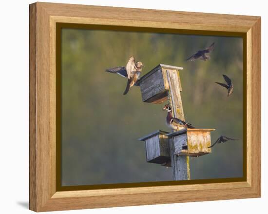 Washington, Lake Sammamish. Wood Duck Male and Female Visit Nestboxes Occupied by Purple Martin-Gary Luhm-Framed Premier Image Canvas