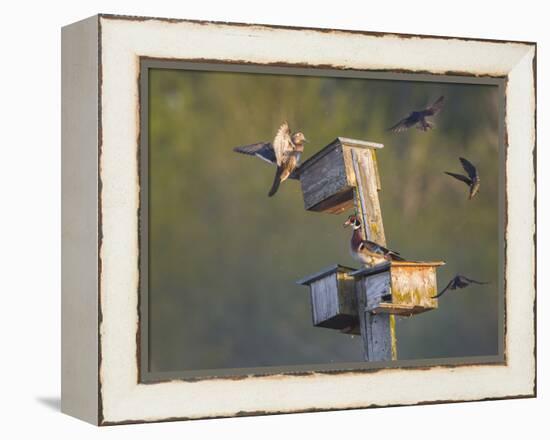Washington, Lake Sammamish. Wood Duck Male and Female Visit Nestboxes Occupied by Purple Martin-Gary Luhm-Framed Premier Image Canvas