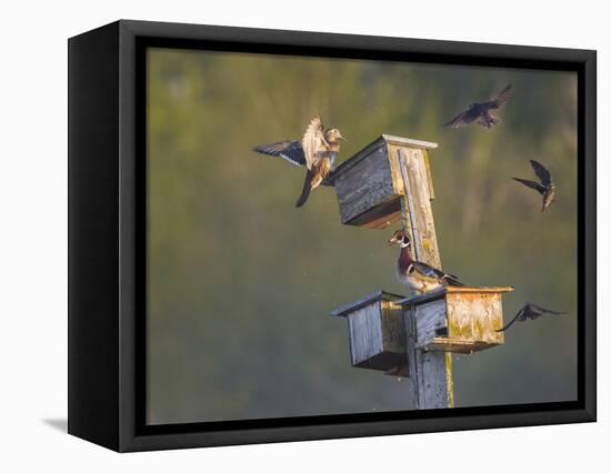 Washington, Lake Sammamish. Wood Duck Male and Female Visit Nestboxes Occupied by Purple Martin-Gary Luhm-Framed Premier Image Canvas