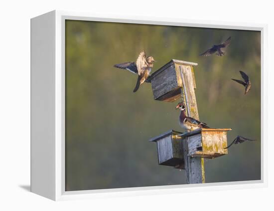 Washington, Lake Sammamish. Wood Duck Male and Female Visit Nestboxes Occupied by Purple Martin-Gary Luhm-Framed Premier Image Canvas