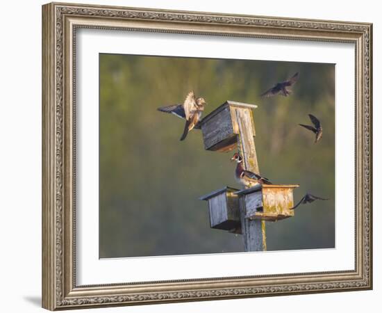 Washington, Lake Sammamish. Wood Duck Male and Female Visit Nestboxes Occupied by Purple Martin-Gary Luhm-Framed Photographic Print