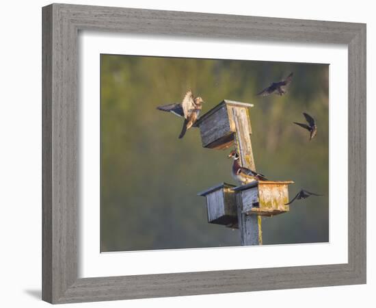 Washington, Lake Sammamish. Wood Duck Male and Female Visit Nestboxes Occupied by Purple Martin-Gary Luhm-Framed Photographic Print