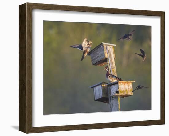 Washington, Lake Sammamish. Wood Duck Male and Female Visit Nestboxes Occupied by Purple Martin-Gary Luhm-Framed Photographic Print