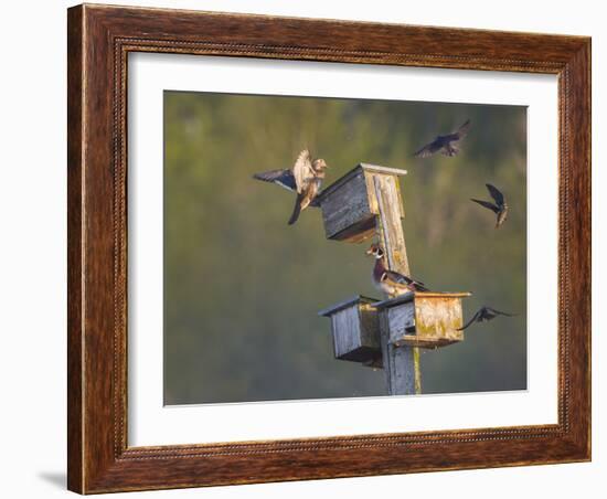 Washington, Lake Sammamish. Wood Duck Male and Female Visit Nestboxes Occupied by Purple Martin-Gary Luhm-Framed Photographic Print