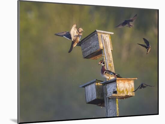 Washington, Lake Sammamish. Wood Duck Male and Female Visit Nestboxes Occupied by Purple Martin-Gary Luhm-Mounted Photographic Print