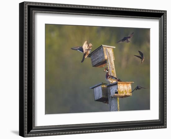 Washington, Lake Sammamish. Wood Duck Male and Female Visit Nestboxes Occupied by Purple Martin-Gary Luhm-Framed Photographic Print