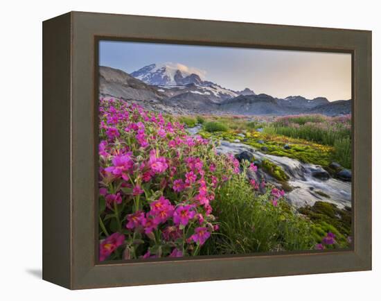 Washington, Lewis's Monkeyflower Along Panorama Trail and Paradise River, Mt. Rainier National Park-Gary Luhm-Framed Premier Image Canvas