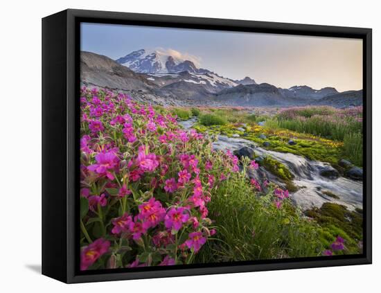 Washington, Lewis's Monkeyflower Along Panorama Trail and Paradise River, Mt. Rainier National Park-Gary Luhm-Framed Premier Image Canvas