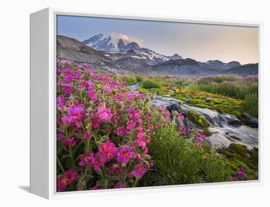 Washington, Lewis's Monkeyflower Along Panorama Trail and Paradise River, Mt. Rainier National Park-Gary Luhm-Framed Premier Image Canvas