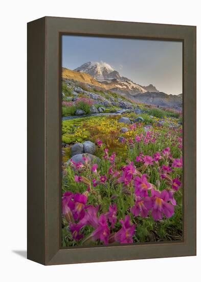 Washington, Lewis's Monkeyflower Along Panorama Trail and Paradise River, Mt. Rainier National Park-Gary Luhm-Framed Premier Image Canvas