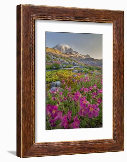 Washington, Lewis's Monkeyflower Along Panorama Trail and Paradise River, Mt. Rainier National Park-Gary Luhm-Framed Photographic Print