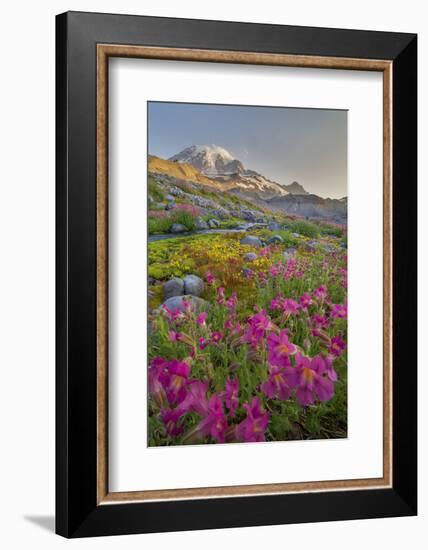 Washington, Lewis's Monkeyflower Along Panorama Trail and Paradise River, Mt. Rainier National Park-Gary Luhm-Framed Photographic Print