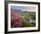 Washington, Lewis's Monkeyflower Along Panorama Trail and Paradise River, Mt. Rainier National Park-Gary Luhm-Framed Photographic Print