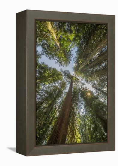 Washington, Looking Up Toward Tall, Mature, Old Growth Conifers at Grove of the Patriarchs-Gary Luhm-Framed Premier Image Canvas