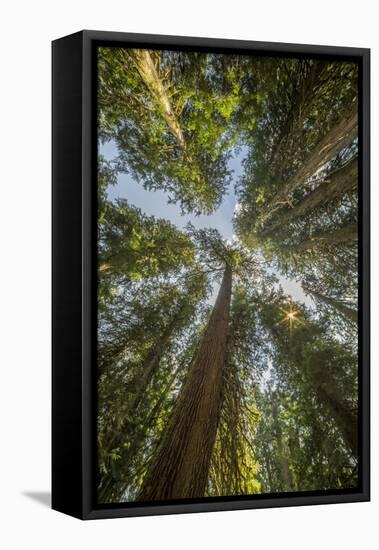 Washington, Looking Up Toward Tall, Mature, Old Growth Conifers at Grove of the Patriarchs-Gary Luhm-Framed Premier Image Canvas