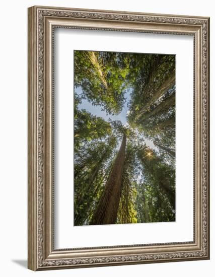 Washington, Looking Up Toward Tall, Mature, Old Growth Conifers at Grove of the Patriarchs-Gary Luhm-Framed Photographic Print