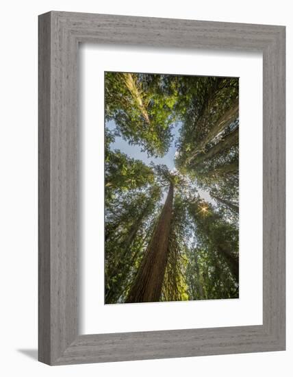 Washington, Looking Up Toward Tall, Mature, Old Growth Conifers at Grove of the Patriarchs-Gary Luhm-Framed Photographic Print