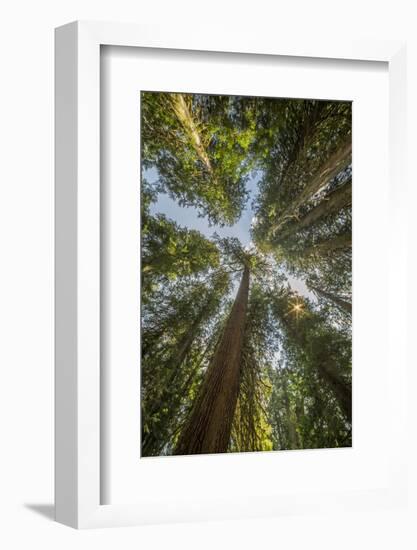 Washington, Looking Up Toward Tall, Mature, Old Growth Conifers at Grove of the Patriarchs-Gary Luhm-Framed Photographic Print