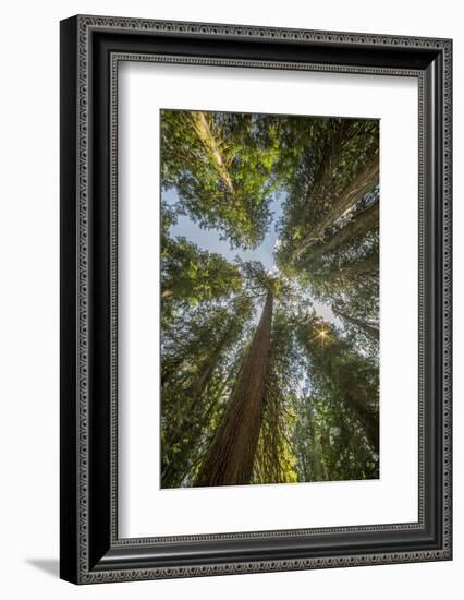 Washington, Looking Up Toward Tall, Mature, Old Growth Conifers at Grove of the Patriarchs-Gary Luhm-Framed Photographic Print