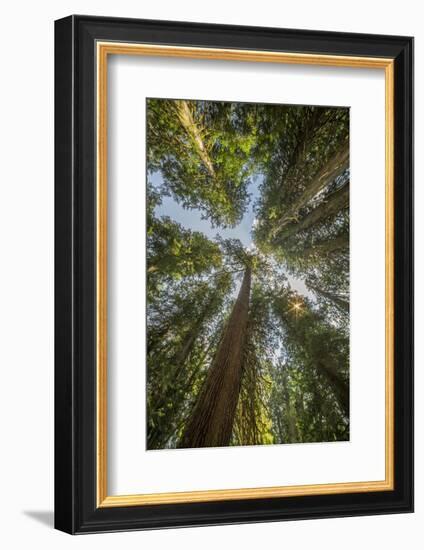 Washington, Looking Up Toward Tall, Mature, Old Growth Conifers at Grove of the Patriarchs-Gary Luhm-Framed Photographic Print