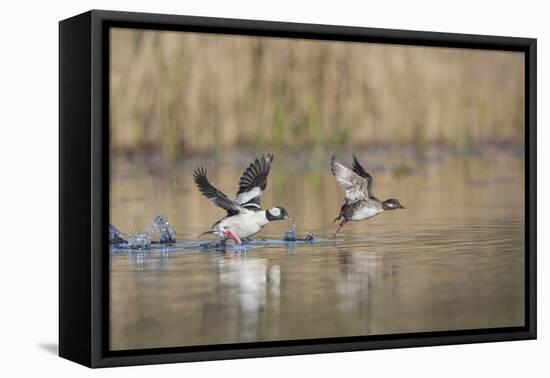 Washington, Male and Female Bufflehead in Take Off from a Pond-Gary Luhm-Framed Premier Image Canvas