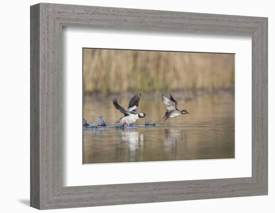 Washington, Male and Female Bufflehead in Take Off from a Pond-Gary Luhm-Framed Photographic Print