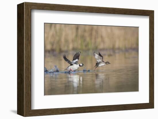 Washington, Male and Female Bufflehead in Take Off from a Pond-Gary Luhm-Framed Photographic Print