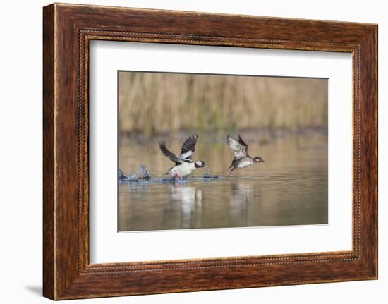 Washington, Male and Female Bufflehead in Take Off from a Pond-Gary Luhm-Framed Photographic Print