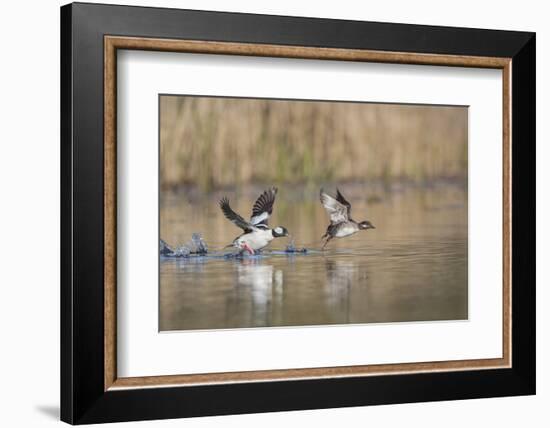 Washington, Male and Female Bufflehead in Take Off from a Pond-Gary Luhm-Framed Photographic Print