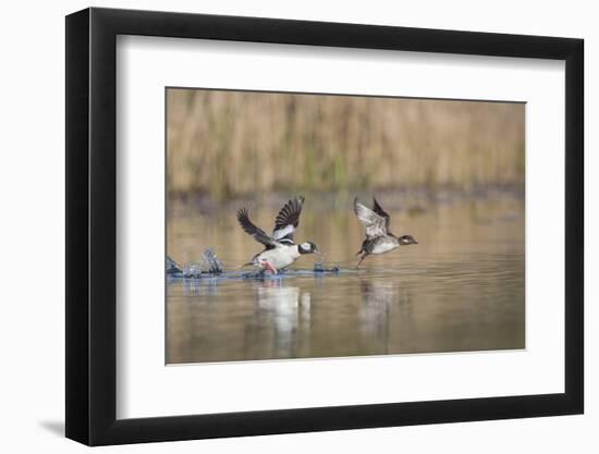 Washington, Male and Female Bufflehead in Take Off from a Pond-Gary Luhm-Framed Photographic Print