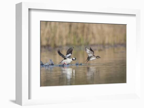 Washington, Male and Female Bufflehead in Take Off from a Pond-Gary Luhm-Framed Photographic Print