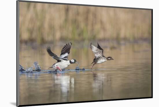 Washington, Male and Female Bufflehead in Take Off from a Pond-Gary Luhm-Mounted Photographic Print