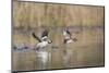 Washington, Male and Female Bufflehead in Take Off from a Pond-Gary Luhm-Mounted Photographic Print