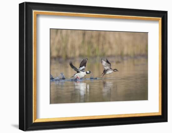 Washington, Male and Female Bufflehead in Take Off from a Pond-Gary Luhm-Framed Photographic Print