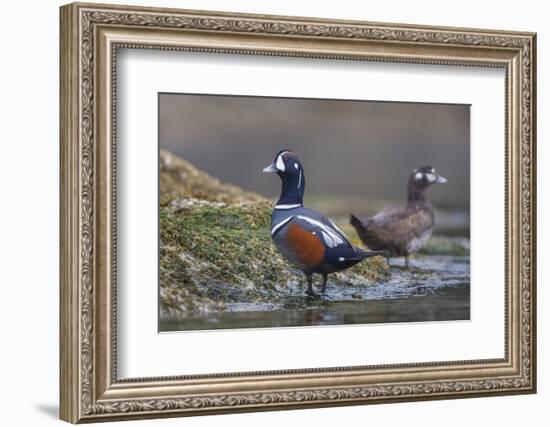 Washington, Male and Female Harlequin Ducks Pose on an Intertidal Rock in Puget Sound-Gary Luhm-Framed Photographic Print