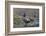 Washington, Male and Female Harlequin Ducks Pose on an Intertidal Rock in Puget Sound-Gary Luhm-Framed Photographic Print