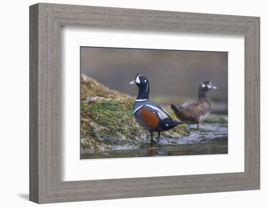 Washington, Male and Female Harlequin Ducks Pose on an Intertidal Rock in Puget Sound-Gary Luhm-Framed Photographic Print
