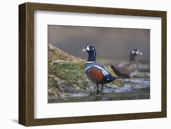 Washington, Male and Female Harlequin Ducks Pose on an Intertidal Rock in Puget Sound-Gary Luhm-Framed Photographic Print