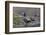 Washington, Male and Female Harlequin Ducks Pose on an Intertidal Rock in Puget Sound-Gary Luhm-Framed Photographic Print