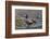 Washington, Male and Female Harlequin Ducks Pose on an Intertidal Rock in Puget Sound-Gary Luhm-Framed Photographic Print