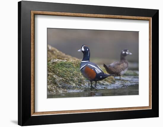 Washington, Male and Female Harlequin Ducks Pose on an Intertidal Rock in Puget Sound-Gary Luhm-Framed Photographic Print