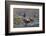 Washington, Male and Female Harlequin Ducks Pose on an Intertidal Rock in Puget Sound-Gary Luhm-Framed Photographic Print