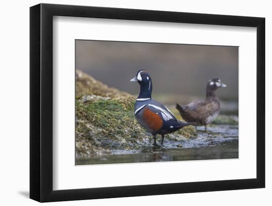 Washington, Male and Female Harlequin Ducks Pose on an Intertidal Rock in Puget Sound-Gary Luhm-Framed Photographic Print