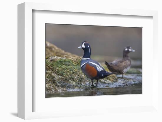 Washington, Male and Female Harlequin Ducks Pose on an Intertidal Rock in Puget Sound-Gary Luhm-Framed Photographic Print